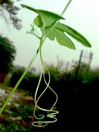  Tendril